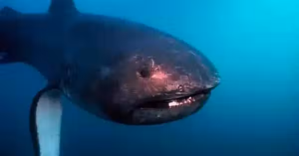 /www/bananadaily.net/web/images/image/2253/22536439.avif