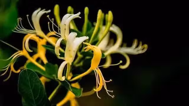 /www/bananadaily.net/web/images/image/2254/22545025.avif