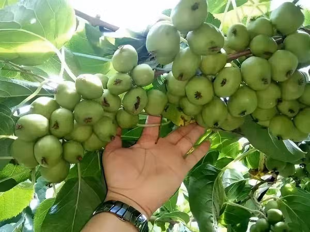 /www/bananadaily.net/web/images/image/2255/22557398.avif