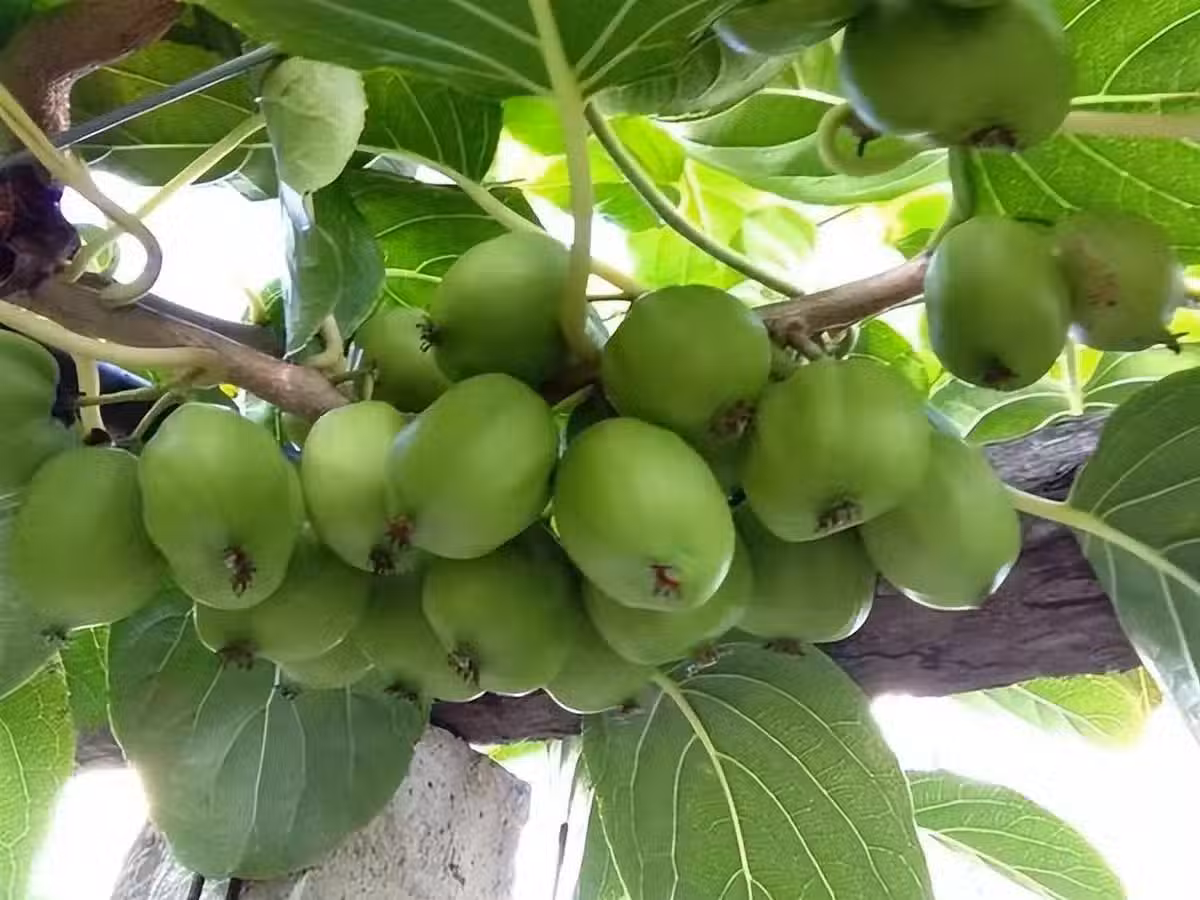/www/bananadaily.net/web/images/image/2255/22557399.avif