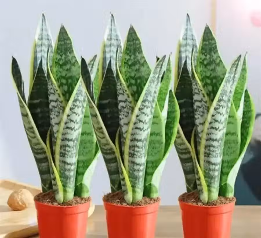 /www/bananadaily.net/web/images/image/2255/22559347.avif