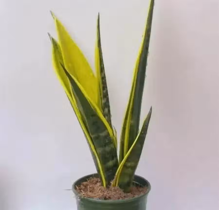 /www/bananadaily.net/web/images/image/2255/22559351.avif