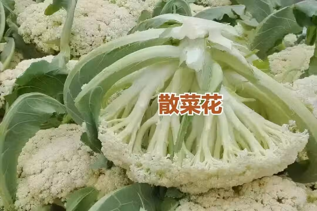 /www/bananadaily.net/web/images/image/2259/22593192.avif